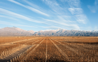 Mendoza Vinhos e Oliva